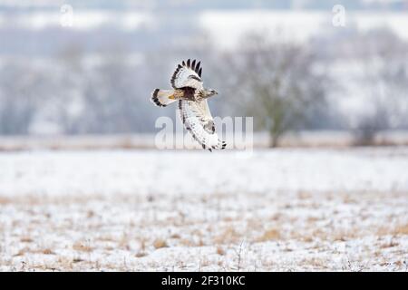 Ein Bussard mit rauen Beinen, der im Flug auf der Suche nach Beute jagt. Stockfoto