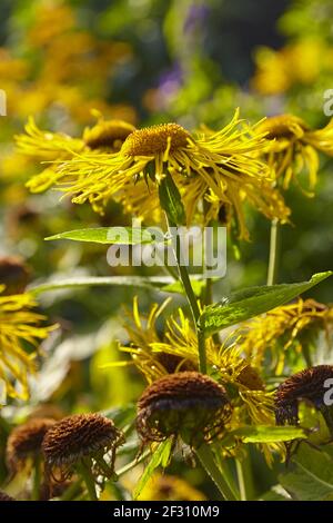 Schöne gelb blühende Blume, (echte Alant, Inula helenium) Stockfoto