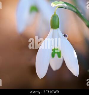 Makro-Aufnahme von Schneeglöckchen Blume im sonnigen Garten . Osterkarte. Stockfoto