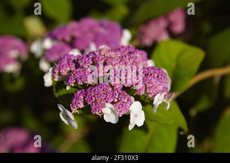 Exotische rosa Hortensien mit weißen Blüten, (Makrophylla) Nahaufnahme. Stockfoto