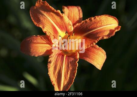 Schöne gelb-rote Taglilie (Hemerocallis). Nahaufnahme. Stockfoto