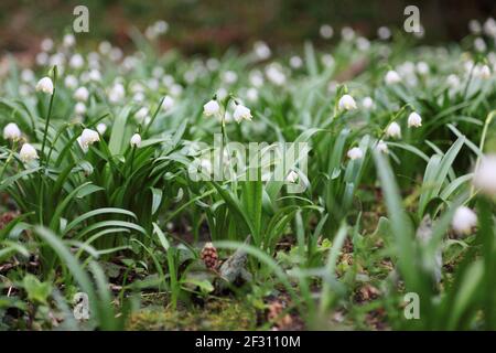 Schöne weiße Lilien des Tals im Wald, (Convallaria majalis) Nahaufnahme. Stockfoto