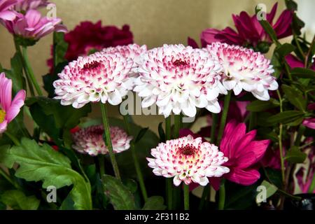 Bunte Darstellung von gemischten Chrysanthemen Stockfoto