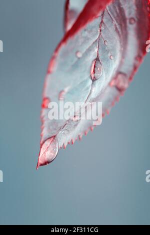 Rosenblätter nach Regen mit großen und kleinen klaren Wassertropfen aus der Nähe. Stockfoto