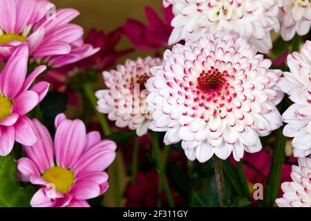 Bunte Darstellung von gemischten Chrysanthemen Stockfoto