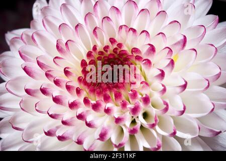 Nahaufnahme eines schönen Chrysanthemums Stockfoto