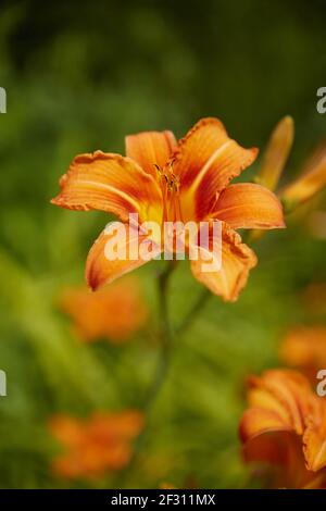 Schöne gelb-rote Taglilie (Hemerocallis). Nahaufnahme. Stockfoto