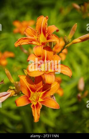 Schöne gelb-rote Taglilie (Hemerocallis). Nahaufnahme. Stockfoto