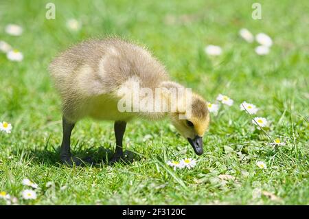 Eine Kanadagänse, die im Gras nach Ungeziefer sucht. Stockfoto