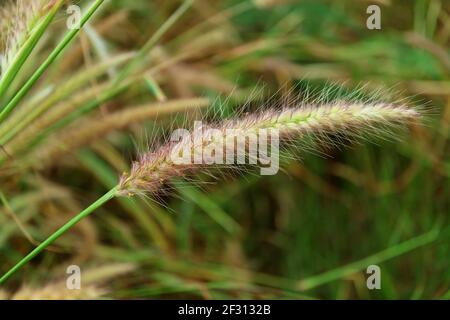 Nahaufnahme von Brunnengräsern oder Pennisetum in einem ländlichen Feld Stockfoto