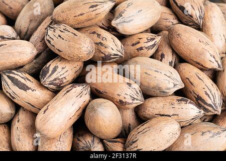 Eine Makroaufnahme von Pekannüssen in Schalen. Stockfoto