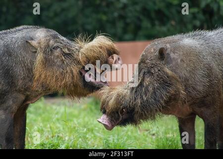 Das Borneo Bartschwein im Bako National Park, Malaysia Stockfoto