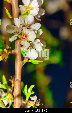 Mandelblüte kündigt an, dass der Frühling bald kommt. Hochauflösende Fotografie. Stockfoto