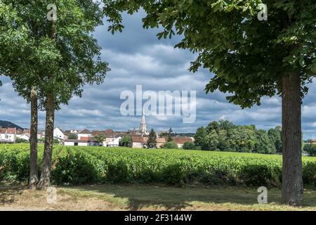 Blick auf einen Weinberg vor dem Dorf Pommard, Frankreich Stockfoto