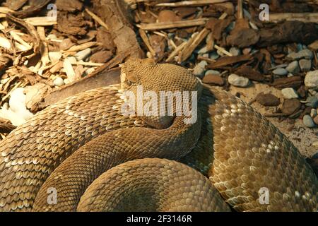 Eine Nahaufnahme Schuss Schlange Python, zusammengerollt in den Ring Stockfoto