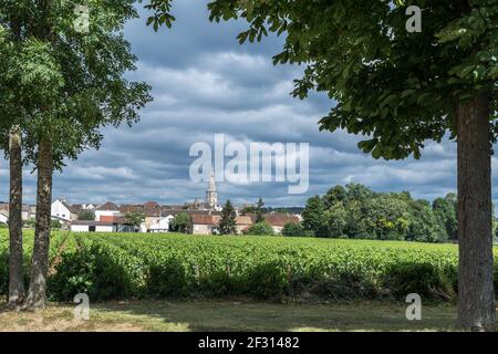 Blick auf einen Weinberg vor dem Dorf Pommard, Frankreich Stockfoto