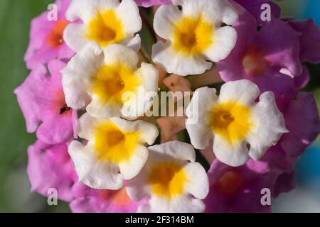 Nahaufnahme der lebendigen Lantana Camara Blume Draufsicht ganz nah Makrofotografie. Tropische Blume in der Sonne für Frühjahr oder Sommer Pflanzenkonzepte Stockfoto