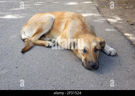 Ein obdachloser roter Hund mit freundlichen Augen schaut in das Kameraobjektiv und liegt auf der Straße Stockfoto