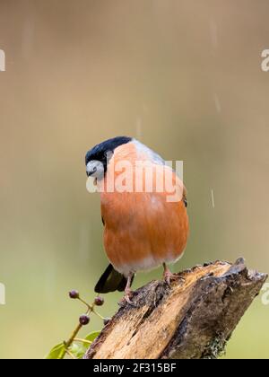 Männliche Bullfink im frühen Frühjahr in Mitte Wales Stockfoto