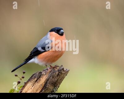 Männliche Bullfink im frühen Frühjahr in Mitte Wales Stockfoto