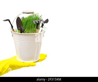 Kleiner weißer Eimer mit einem Bündel frischen grünen Grases und einigen Gartenhandwerkzeugen, die auf einer menschlichen Hand stehen und einen gelben Gartenhandschuh tragen. Stockfoto