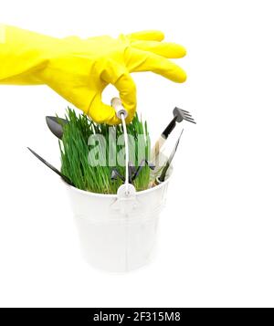 Kornansicht einer menschlichen Hand, die einen gelben Garten trägt Handschuh mit einem kleinen weißen Eimer mit frischem grünen Gras Und verschiedene Gartenhandwerkzeuge isoliert Stockfoto