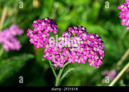 Achillea millefolium 'Lilac Beauty' eine Sommer blühende Pflanze mit einer violetten Sommerblüte von Mai bis August und allgemein bekannt als Schafgarbe, pH-wert Stockfoto
