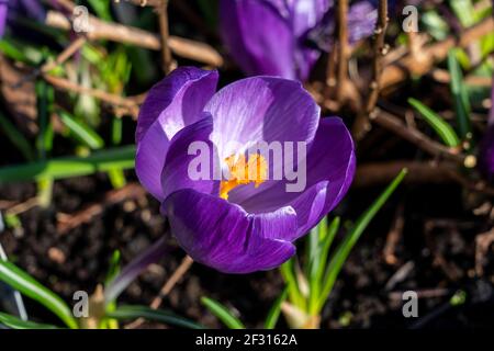 Crocus vernus 'Flower Record' eine lila Frühling bulbous blühende Pflanze, Stock Foto Bild Stockfoto