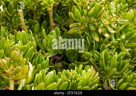 Pflanze allgemein bekannt als der Baum Stonekrop oder die False Hühner und Hühner (Sedum dendroideum) in einem Garten Stockfoto