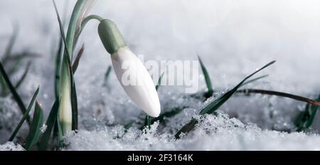 Schneeglöckchen blühen im sonnigen Garten auf Schnee. Osterhintergrund. Stockfoto