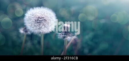 Nahaufnahme der blühenden weißen Deladerblüte .Blumen Hintergrund. Stockfoto