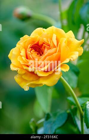Reiche gelbe, mehrblättrige, floribunda) Strauchrose Rosa Leah Tutu, auch bekannt als Rosa 'Hornavel' und Rose 'Leah Tutu' Stockfoto