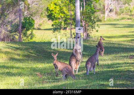 Eine Gruppe von Kängurus steht in einem am Straßenrand Wiese unter einem Schild mit einem Känguru