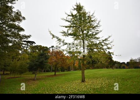 Herbstlandschaft mit landschaftlicher Aussicht auf das Kilkenny Castle, das die Gärten in der Grafschaft Kilkenny, Leinster Irland umgibt. Stockfoto