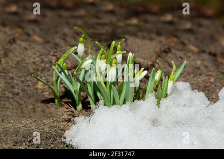 Blühende Schneeglöckchen im Schnee. Der erste Frühling blüht. Wilde Waldblumen. Stockfoto