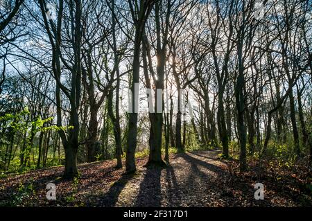 Frühlingssonne durch dichte Bäume in Leeshall Wood, Gleadless Valley, Sheffield. Stockfoto