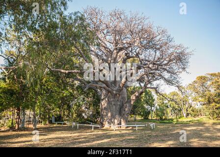 WYNDHAM BOAB TREE, KIMBERELY, WESTERN AUSTRALIA Stockfoto