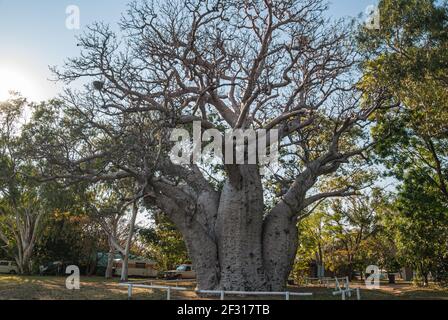 WYNDHAM BOAB TREE, KIMBERELY, WESTERN AUSTRALIA Stockfoto