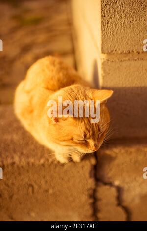 Sandy die Katze genießt den warmen Nachmittag auf dem Steinboden in der Nähe des alten Gebäudes. Stockfoto