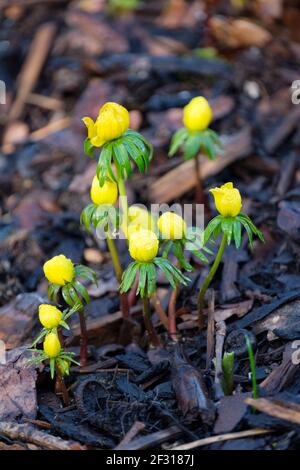 Winter Aconite. Eranthis hyemalis. Winter hellebore. Winter wolf's bane. Yellow flowers on plants growing in chopped bark mulch Stockfoto