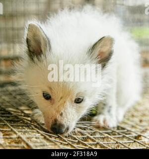 Neugieriger junger Fuchs in einem Käfig Stockfoto