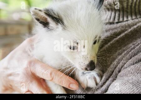 Neugierige junge Fuchs interessiert an Womans Hand Stockfoto