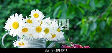 Große weiße Gänseblümchen in einer Gießkannenisoliert auf grünem Hintergrund. Stockfoto