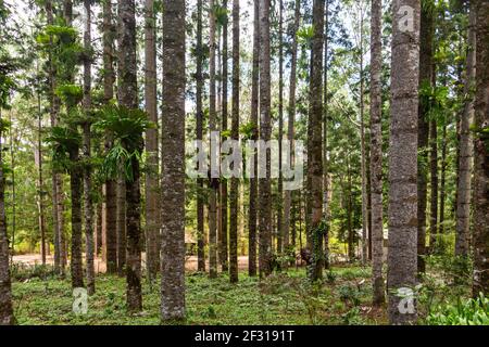 Regenwald auf Fraser Island in Queensland, Australien Stockfoto