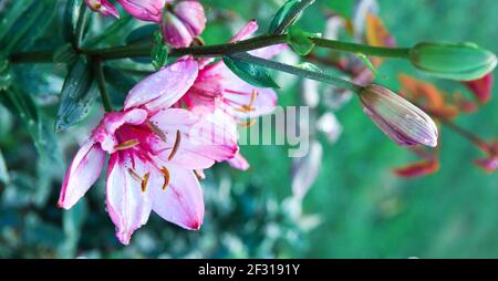 Rosafarbene Lilien, aufgenommen in schönem, natürlichem Licht, isoliert auf unscharfen Hintergrund. Stockfoto