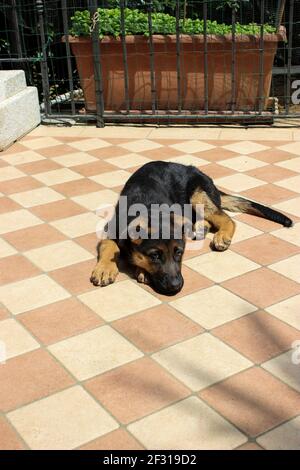 Deutscher Schäferhund liegt auf dem Boden der Veranda Des Hauses ruht und beobachtet den Meister Stockfoto