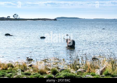 Hochlandrinder auf der Insel Jurmo, Parainen, Finnland Stockfoto