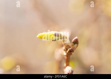 Es ist ein warmer Frühlingstag, also ging ich in einen nahe gelegenen Park, um Frühlingsblumen zu finden und zu fotografieren. Stockfoto