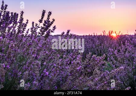 Lavendelfelder blühen bei Sonnenaufgang Stockfoto