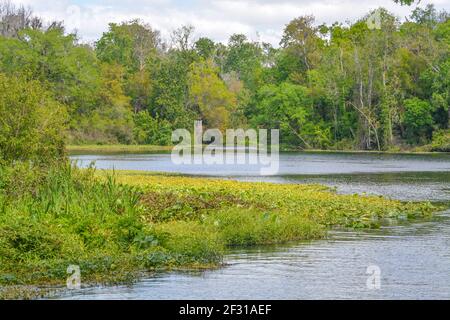 Der schöne Wekiwa Fluss langsam durch Wekiwa Springs State Park in Opapka, Seminole County, Florida Stockfoto